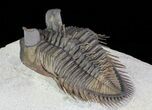 Tower Eyed Erbenochile Trilobite - Top Quality #69569-3